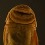 Pseudancistrus pediculatus 38 mmSL FMNH 58565 mouth